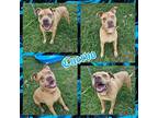 Adopt Cuervo a Merle Catahoula Leopard Dog / Pit Bull Terrier / Mixed dog in