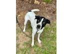 Adopt Emma a Pointer / Mixed Breed (Medium) / Mixed dog in Carthage
