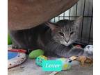 Adopt Lover a Domestic Shorthair / Mixed (short coat) cat in Richmond