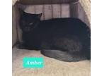 Adopt Amber a Domestic Shorthair / Mixed (short coat) cat in Richmond