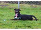 Adopt Jules a Tricolor (Tan/Brown & Black & White) Rottweiler / Pit Bull Terrier