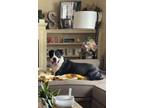 Adopt Chico a Black - with White Rottweiler / Mixed dog in Webster