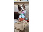 Adopt Honey a Red/Golden/Orange/Chestnut - with White Border Collie / Border