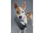 Adopt Bailey a Pit Bull Terrier / Mixed dog in Berkeley, CA (40852770)