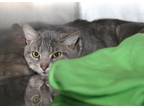 Adopt Echo (Neutered) a Gray, Blue or Silver Tabby Domestic Shorthair (short