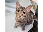 Adopt Disney Prince & Princess - Phillip a Brown Tabby Domestic Shorthair /