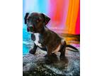 Adopt Lila a Brindle Miniature Schnauzer / Staffordshire Bull Terrier / Mixed