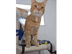Adopt Blinky a Domestic Shorthair / Mixed (short coat) cat in Redwood Falls