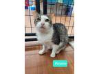 Adopt Picatso-Sponsored a Domestic Shorthair / Mixed (short coat) cat in