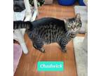 Adopt Chadwick a Domestic Shorthair / Mixed (short coat) cat in Richmond