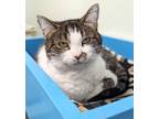 Adopt Luella a Brown Tabby Domestic Shorthair / Mixed Breed (Medium) / Mixed