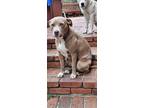 Adopt Hazel a Red/Golden/Orange/Chestnut - with White Pit Bull Terrier /