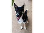 Adopt Archo a Black Husky / Mixed Breed (Medium) / Mixed (short coat) dog in