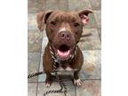 Adopt Sneezy a Brown/Chocolate Labrador Retriever / Boxer / Mixed dog in