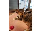Adopt Beanie a Cream or Ivory Domestic Shorthair / Mixed Breed (Medium) / Mixed