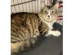 Adopt Dacey a Brown Tabby Domestic Mediumhair / Mixed Breed (Medium) / Mixed
