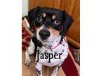 Adopt Jasper a Tricolor (Tan/Brown & Black & White) Beagle / Mixed dog in