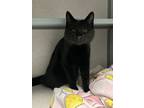 Adopt Frisco a All Black Domestic Shorthair / Mixed Breed (Medium) / Mixed