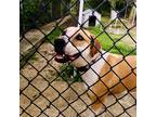 Adopt Blondie a White American Pit Bull Terrier / Golden Retriever / Mixed