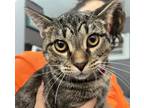 Adopt Abital a All Black Domestic Shorthair / Mixed Breed (Medium) / Mixed