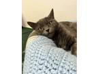 Adopt Sky a Gray or Blue Domestic Shorthair / Russian Blue / Mixed (short coat)