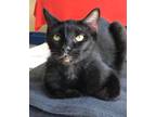 Adopt Mystery a All Black Domestic Mediumhair / Mixed Breed (Medium) / Mixed