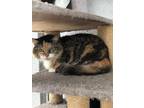 Adopt Tammy a All Black Domestic Mediumhair / Mixed Breed (Medium) / Mixed