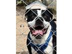 Adopt Tallahassee a Black Catahoula Leopard Dog / Mixed Breed (Medium) / Mixed