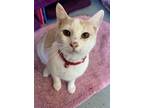 Adopt Marshmellow a White Domestic Shorthair / Mixed Breed (Medium) / Mixed
