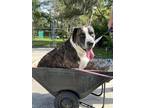 Adopt Rocket a Brindle Catahoula Leopard Dog / Mixed Breed (Medium) / Mixed