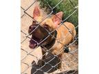Adopt Harley Quinn a Brindle Pharaoh Hound / Mixed Breed (Medium) / Mixed (short