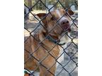 Adopt Chili a Brown/Chocolate Labrador Retriever / Mixed Breed (Medium) / Mixed