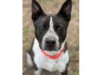 Adopt Finley a Black Mixed Breed (Small) / Mixed Breed (Medium) / Mixed (short