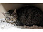 Adopt Georgia a Brown Tabby Domestic Shorthair / Mixed Breed (Medium) / Mixed