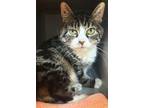 Adopt Sweetness a All Black Domestic Shorthair / Mixed Breed (Medium) / Mixed