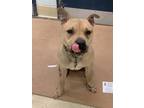 Adopt Uggs K32 3/1/24 a Brown/Chocolate American Pit Bull Terrier / Mixed Breed
