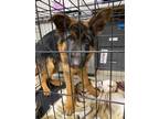 Adopt Cody a Black - with Tan, Yellow or Fawn German Shepherd Dog / Mixed dog in