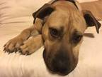 Adopt Annie a Tan/Yellow/Fawn - with Black Rhodesian Ridgeback / Shepherd