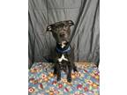 Adopt Ruby a Black Labrador Retriever / Boxer / Mixed (short coat) dog in