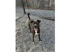 Adopt Honey a Brown/Chocolate American Pit Bull Terrier / Labrador Retriever /