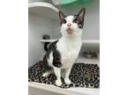 Adopt Gabbana a White Domestic Shorthair / Mixed Breed (Medium) / Mixed (short