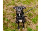 Adopt Maggie a Black - with White American Staffordshire Terrier / Mixed dog in