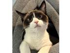 Adopt Ellie a Brown or Chocolate Siamese cat in Thornburg, VA (40849652)