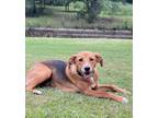 Adopt Geoffrey a Black - with Brown, Red, Golden, Orange or Chestnut Foxhound /