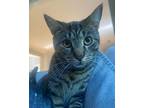 Adopt Roy a Brown Tabby Domestic Shorthair / Mixed cat in Phillipsburg