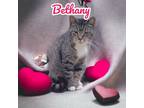 Adopt Bethany a Domestic Shorthair / Mixed (short coat) cat in Nashville