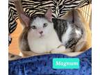 Adopt Magnum a Domestic Shorthair / Mixed (short coat) cat in Richmond