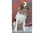 Adopt Ginger a Tricolor (Tan/Brown & Black & White) Treeing Walker Coonhound /