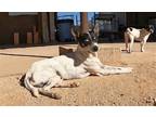 Adopt Charlie a Jack Russell Terrier / Mixed dog in San Tan Valley