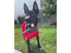 Adopt Kaida a Black - with White German Shepherd Dog / Labrador Retriever /